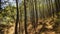 Rows of pine trees with various backgrounds