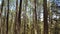 Rows of pine trees with various backgrounds