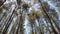 Rows of pine trees with various backgrounds