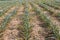 Rows of Pineapple fruit in Thai call Phulae Pineapple or science name  Ananas Comosus growing in the plantation Chiang Rai