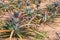 Rows of Pineapple fruit in Thai call Phulae Pineapple or science name  Ananas Comosus growing in the plantation Chiang Rai