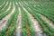 The rows of pineapple grown in the field.