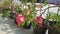 Rows of pink flowering adenium flowers planted in pots, as a decoration for the terrace of the house