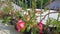 Rows of pink flowering adenium flowers planted in pots, as a decoration for the terrace of the house