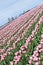 Rows of pink tulips