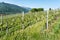 Rows of Pinot Noir vines in a vineyard in the Swiss Alps