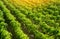 Rows of a plantation with bushes of Bulgarian sweet pepper. Farming and agriculture. Cultivation, care and harvesting. Grow