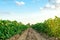 Rows / plantation of young pepper on a farm on a sunny day. Growing organic vegetables. Eco-friendly products. Agriculture land