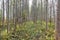 Rows of planted trees on a long strech