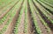 Rows of plants in a cultivated farmers