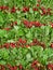 Rows of pluck fresh radish roots on heap as background