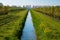 Rows with plum or pear trees with white blossom in springtime in farm orchards, Betuwe, Netherlands