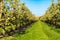 Rows with plum or pear trees with white blossom in springtime in farm orchards, Betuwe, Netherlands