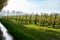 Rows with plum or pear trees with white blossom in springtime in farm orchards, Betuwe, Netherlands