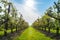 Rows with plum or pear trees with white blossom in springtime in farm orchards, Betuwe, Netherlands