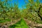 Rows with plum trees with white blossom in springtime in farm orchards, Betuwe, Netherlands