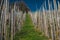 Rows with poles made for wine vines to climb up and form a vineyard, going up on a slope towards the blue sky