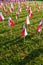 Rows of polish flags standing on a green grass in a morning sun