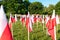 Rows of polish flags standing on a green grass in a morning sun. Trees in the background