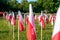 Rows of polish flags standing on a green grass in a morning sun. Trees in the background