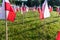 Rows of polish flags standing on a green grass in a morning sun. Trees in the background