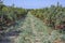 Rows of pomegranate trees with ripe fruits on the branches in a field