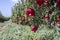 Rows of pomegranate trees with ripe fruits on the branches in a field