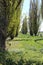 Rows of poplars in the countryside