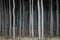 Rows of poplars in a tree farm