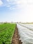 Rows of potato bushes on a plantation under agrofibre and open air. Hardening of plants in late spring. Greenhouse effect