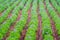 Rows of Potato Plants