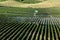 Rows of potato plants in an Idaho potato farm.