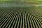Rows of potato plants in an Idaho potato farm.