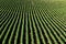 Rows of potato plants in an Idaho potato farm.