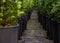 Rows of pots with western thuja seedlings. Scale bottom view