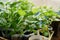 Rows of potted baby plants growing inside of a greenhouse nursery. Close-up of culinary greenery seedlings