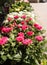 Rows of potted pink roses and flowers in the sun - copy space