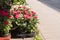 Rows of potted pink roses and flowers in the sun - copy space