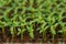 Rows of potted seedlings and young plants