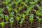 Rows of potted seedlings and young plants