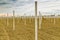 rows of precast poles to support fruit trees
