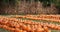 Rows of pumpkins