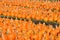 Rows of pumpkins