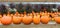 Rows of pumpkins and hardy mums