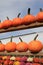 Rows of pumpkins and hardy mums