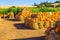 Rows Of Pumpkins & Squash For Halloween