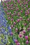 Rows of purple tulips offset by blue grape hyacinths