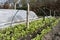 Rows of radishes and lettuce.