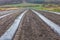 Rows of raspberry saplings planted on agriculture farm