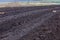 Rows of raspberry saplings planted on agriculture farm